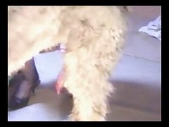 Woman Sucks Dog Porn