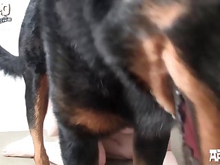 X Animal Sex