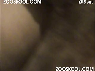 Gay Zoo Porn Cat