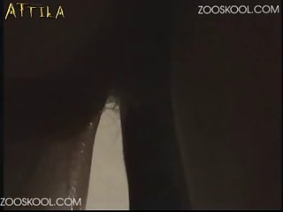 Furry Dog Gay Porn