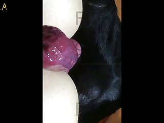 Animation Animal Sex