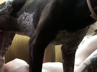 2025 New Dog Porn