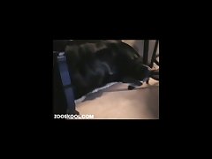 Dog Stuck In Girl Fuck