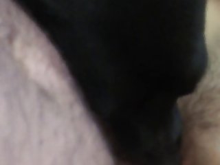 Komi X Dog Porn