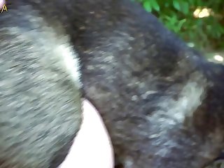 Closeup Animal Sex