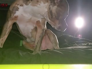 Female Horse Porn 3d