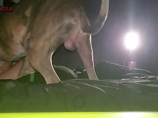 Female Horse Porn 3d