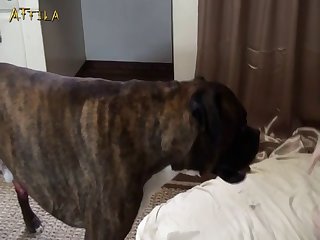 Dog Sex Porn Video