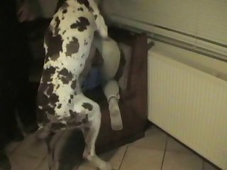 Twitter Dog Porn