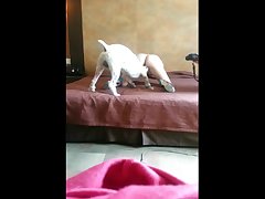 Girl First Time Fuck Dog