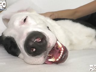 Old Dog Porn