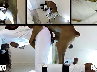 Horse Penis Gay Porn