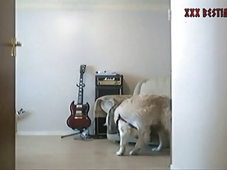 Dog Fuck Knotted