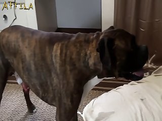 Man Fuck Female Dog Compilation
