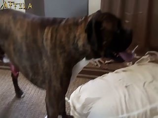 Man Fuck Female Dog Compilation