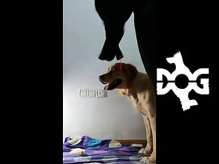 Animal Movie Hot Sence Porn