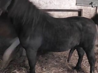 Painful Animal Porn