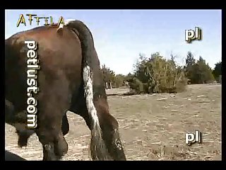 Zoofilia Con Un Caballo