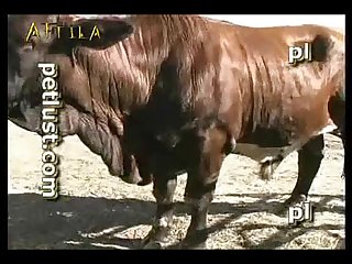 Zoofilia Con Un Caballo